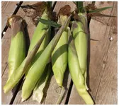 7_26_2014 first harvest sweet corn.webp