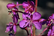 012dp.webp