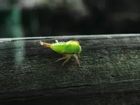 image-727664800.webp