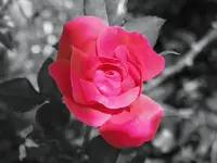 image-3781707625.webp