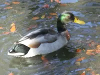 image-4060712741.webp