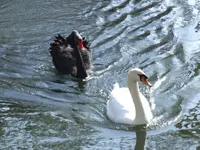image-297911752.webp