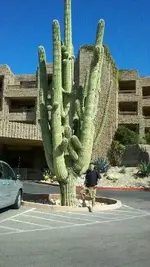 loews-ventana-canyon.webp loews-ventana-canyon.webp