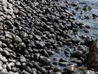 yaquinacobblebeach.webp