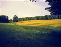 fieldkennel.webp