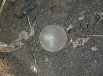 20140731_194240 2 cent ground.webp