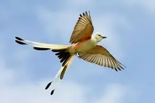 7181937995_75c93c3008_z.webp