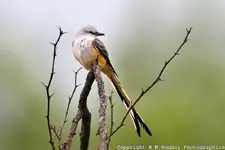 R63-2008-134-Scissor-tailed-Flycatcher.webp