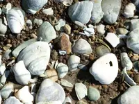 flint on shell pedestal.webp