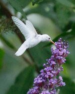 albino-ruby-throated-hummingbird2.jpg
