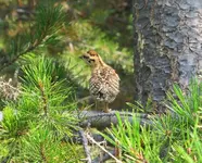 Chick Sized.webp