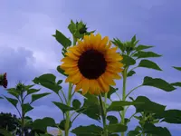 K1600_035.webp