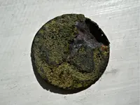 Rattlesnake Button Reverse.webp