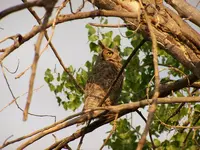 owl 1.webp
