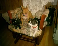 Sassy, Skipper, and Macy.webp