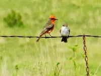 RSCN6725.webp
