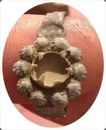 Ring-crop.webp