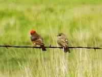 RSCN6721.webp