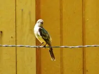 FSCN5150.webp
