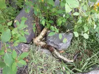 DeadSnake.webp