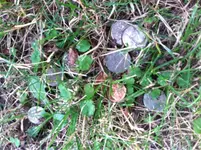 image-401726594.webp