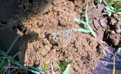 Large Cent In Situ 2.webp