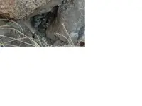 greenrattler.webp