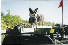dredge dog (Small).webp