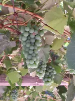 fruit 1.webp