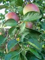 fruit 2.webp
