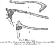 BucTheC185a.webp