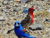 RSCN5984.webp