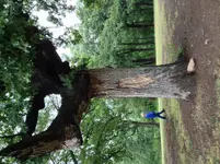 image.webp