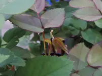 K1600_007.webp