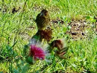 RSCN9901.webp