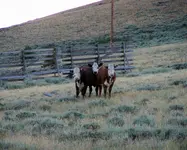 wyoming 1.webp