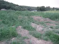 field hunt sun 001.webp