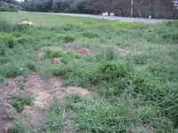 field hunt sun 002.webp