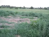 field hunt sun 003.webp