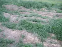 field hunt sun 004.webp