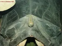 17th and 18th century saddle 3.webp