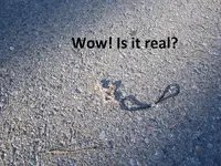 Park Finds 8-30-14 009.webp