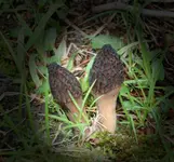 IMG_5917smv.webp