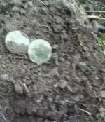 image-2140158683.webp