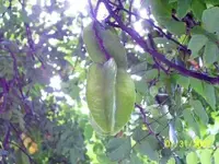 carambola 2.webp