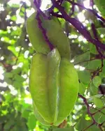 carambola 1.webp