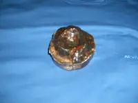 Parrot Shell Bottom 001.webp
