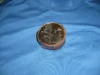 Parrot Shell Bottom 002.webp
