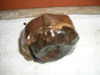 Parrot Shell Bottom n Borman 001.webp
