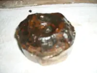 Parrot Shell Bottom n Borman 002.webp